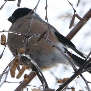 Eurasian Bullfinch