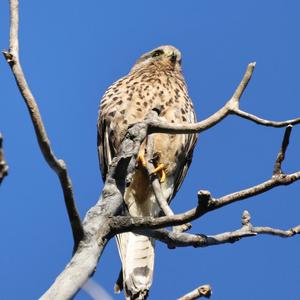 Common Kestrel