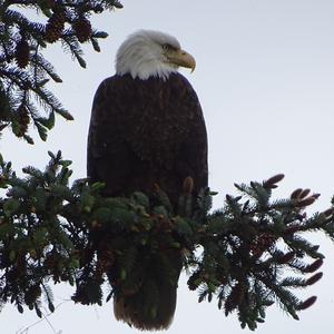 Weißkopfseeadler