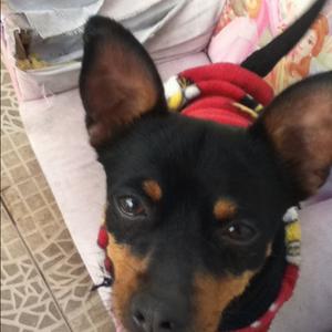 Unknown Breed