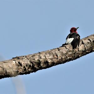 Red-headed Woodpecker