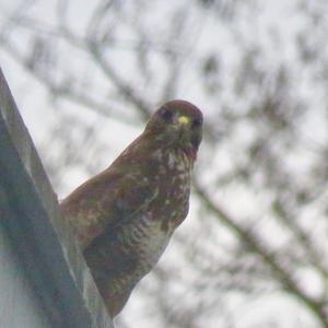 Common Buzzard