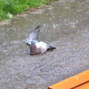 Common Wood-pigeon