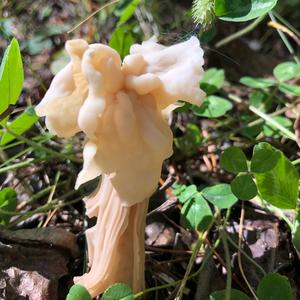 Fluted White Helvella