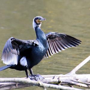 Great Cormorant