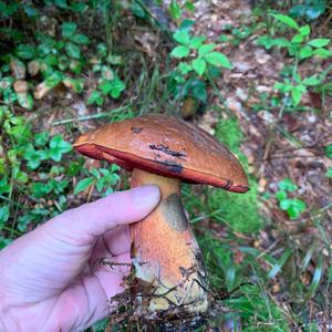 Dotted-stem Bolete