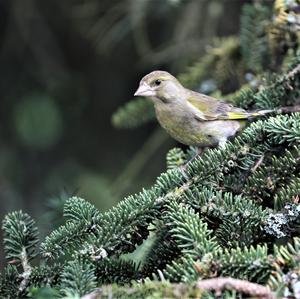 European Greenfinch