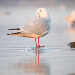 Black-headed Gull