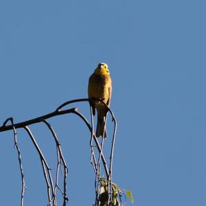 Yellowhammer