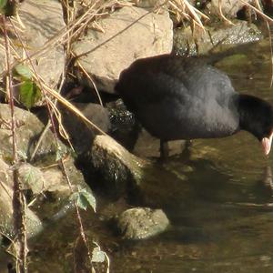 Common Coot