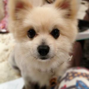 Pomeranian