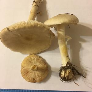 Smooth Volvariella