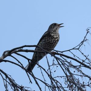 Mistle Thrush