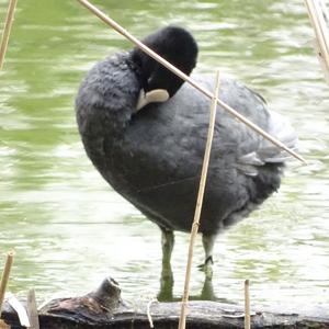 Common Coot