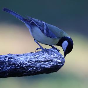 Great Tit