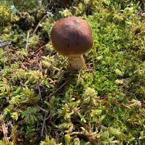 Bay Bolete