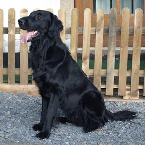 Retriever (Flat-Coated)