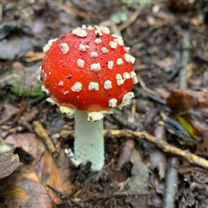 Fly Agaric