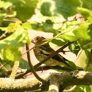 Hawfinch