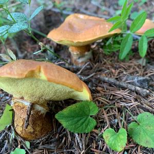 Larch Suillus