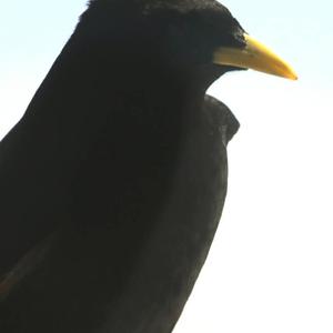 Yellow-billed Chough