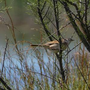 Common Whitethroat