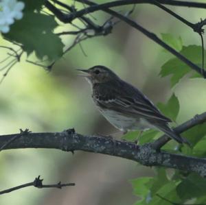 Tree Pipit