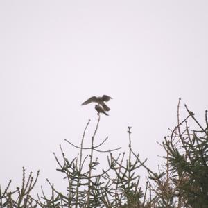 Common Kestrel