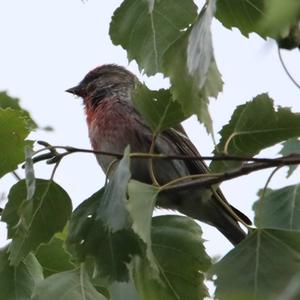 Common Redpoll