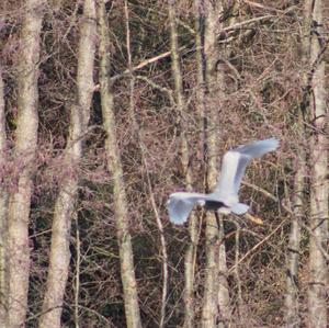 Grey Heron