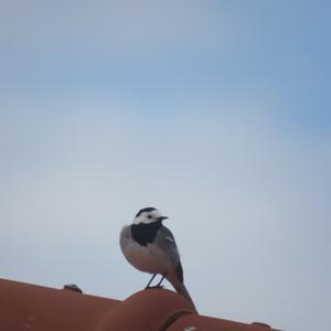 White Wagtail