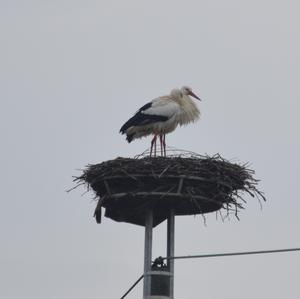 White Stork