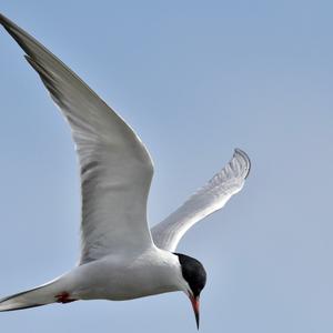 Common Tern