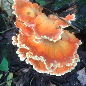 Chicken Mushroom