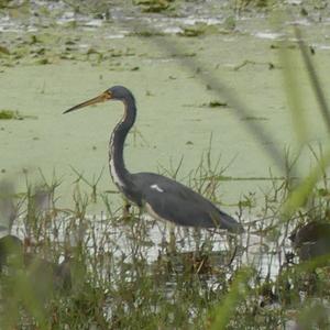 Tricoloured Heron