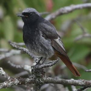 Black Redstart