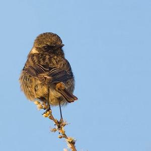 European stonechat