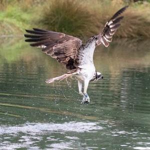 Osprey