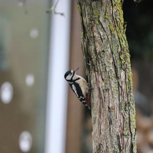 Great Spotted Woodpecker