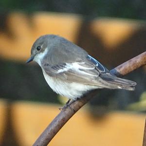 European Pied Flycatcher