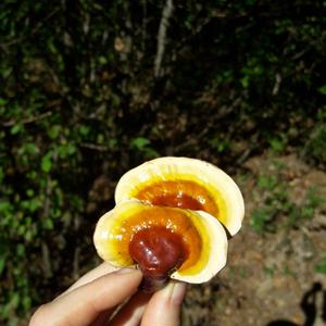 Shining Ganoderma