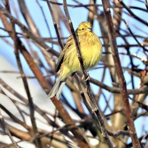 Yellowhammer