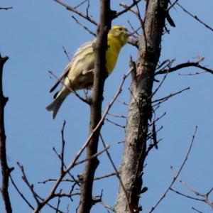 European Serin