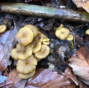 Trumpet Chanterelle