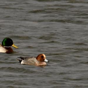 Eurasian Wigeon