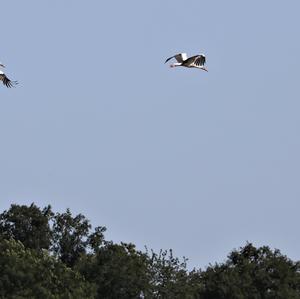 White Stork