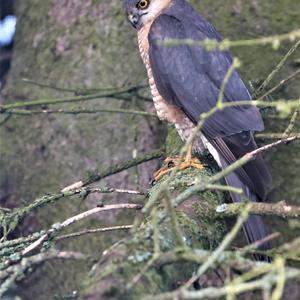 Eurasian Sparrowhawk