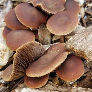 Clustered Psathyrella