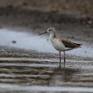 Marsh Sandpiper