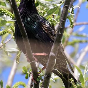 Common Starling